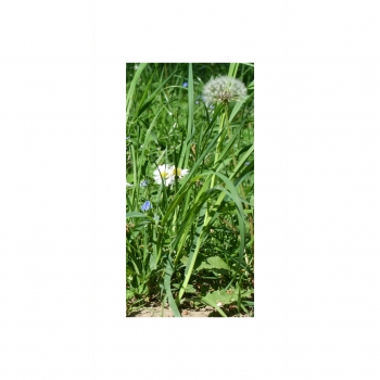 Photo Background - meadow - 20x40 - high